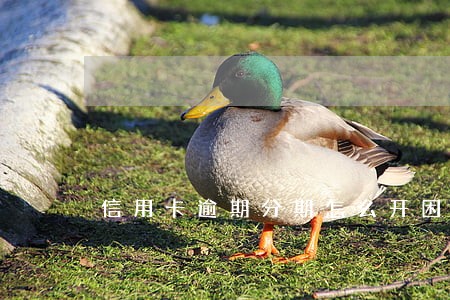 信用卡逾期分期怎么开困难证明 信用卡逾期分期怎么开困难证明