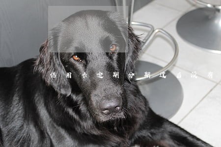 信用卡逾期分期过后没有还 信用卡逾期分期过后没有还