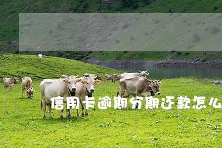 信用卡逾期分期还款怎么计算