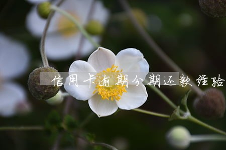信用卡逾期分期还款经验 信用卡逾期分期还款经验