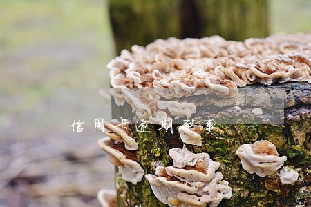 信用卡逾期刑事 信用卡逾期刑事