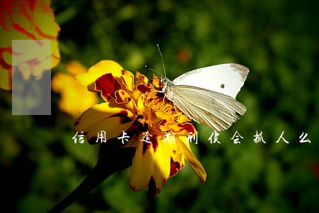 信用卡逾期刑侦会抓人么