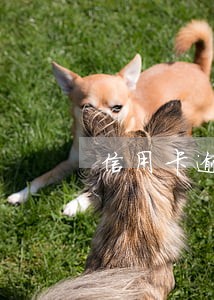 信用卡逾期刑警抓捕么 信用卡逾期刑警抓捕么