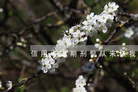信用卡逾期刑警队来抓我 信用卡逾期刑警队来抓我