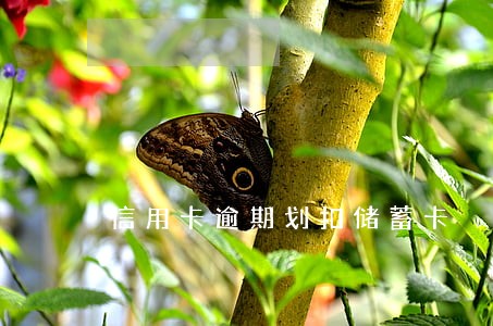 信用卡逾期划扣储蓄卡 信用卡逾期划扣储蓄卡