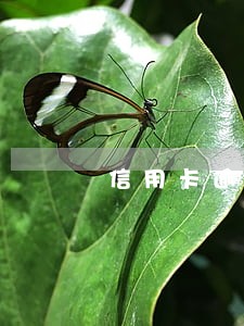 信用卡逾期划扣换卡 信用卡逾期划扣换卡