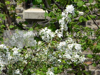 信用卡逾期划扣社保 信用卡逾期划扣社保
