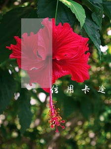 信用卡逾期列入呆账会短信提醒嘛 信用卡逾期列入呆账会短信提醒嘛