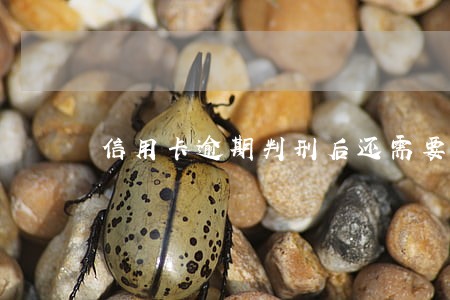 信用卡逾期判刑后还需要还款吗