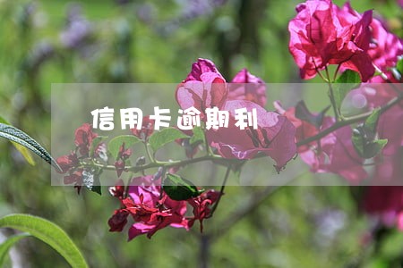 信用卡逾期利 信用卡逾期利