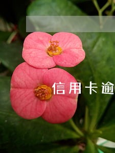 信用卡逾期利息一直涨吗 信用卡逾期利息一直涨吗