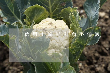 信用卡逾期利息不停滚 信用卡逾期利息不停滚