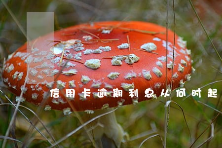 信用卡逾期利息从何时起算 信用卡逾期利息从何时起算