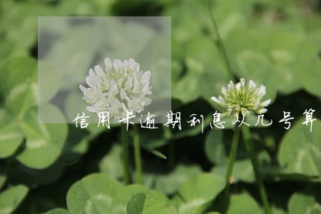信用卡逾期利息从几号算 信用卡逾期利息从几号算