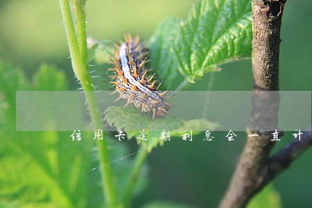 信用卡逾期利息会一直计算吗