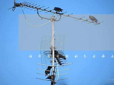 信用卡逾期利息会停止吗 信用卡逾期利息会停止吗