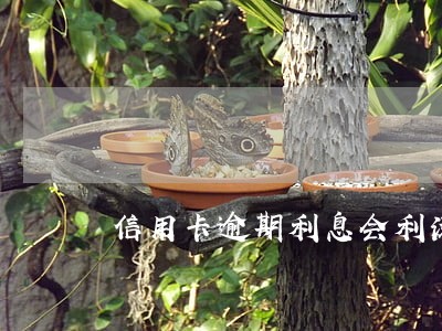 信用卡逾期利息会利滚利 信用卡逾期利息会利滚利