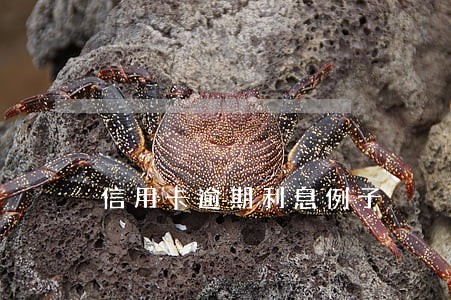 信用卡逾期利息例子