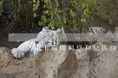 信用卡逾期利息利息违约金 信用卡逾期利息利息违约金