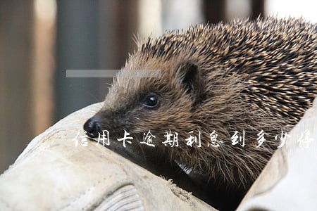 信用卡逾期利息到多少停止 信用卡逾期利息到多少停止