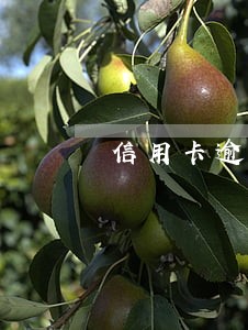 信用卡逾期利息可高于本金吗 信用卡逾期利息可高于本金吗