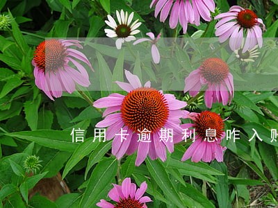 信用卡逾期利息咋入账 信用卡逾期利息咋入账