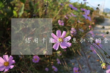信用卡逾期利息和滞纳金过高