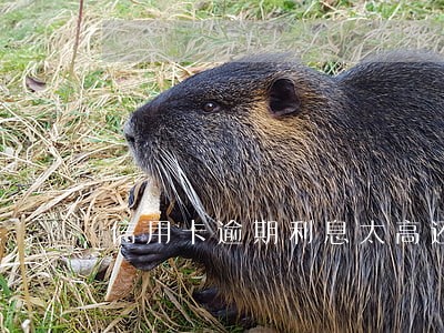 信用卡逾期利息太高还不起咋办 信用卡逾期利息太高还不起咋办