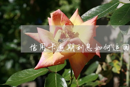 信用卡逾期利息如何追回 信用卡逾期利息如何追回