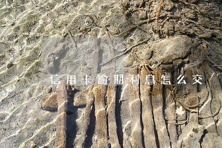 信用卡逾期利息怎么交 信用卡逾期利息怎么交
