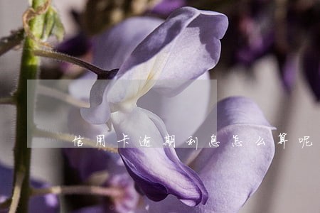 信用卡逾期利息怎么算呢 信用卡逾期利息怎么算呢