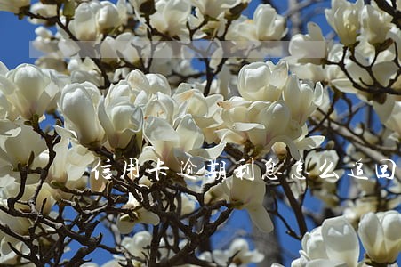 信用卡逾期利息怎么追回来