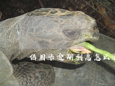 信用卡逾期利息怎么退回 信用卡逾期利息怎么退回