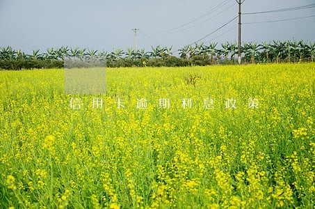 信用卡逾期利息政策 信用卡逾期利息政策