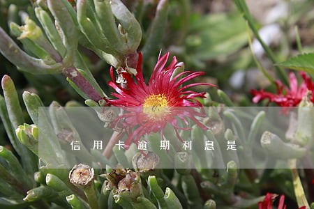 信用卡逾期利息是