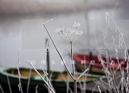 信用卡逾期利息是否可以减免 信用卡逾期利息是否可以减免