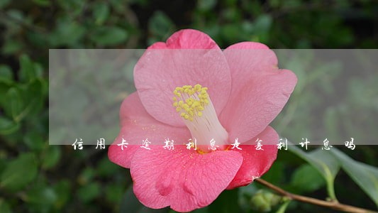 信用卡逾期利息是复利计息吗 信用卡逾期利息是复利计息吗