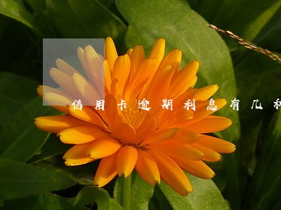 信用卡逾期利息有几种 信用卡逾期利息有几种