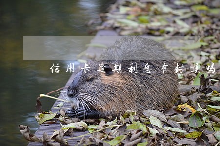信用卡逾期利息有封顶吗吗 信用卡逾期利息有封顶吗吗
