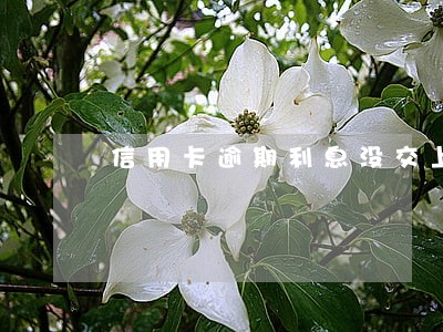 信用卡逾期利息没交上征信怎么办 信用卡逾期利息没交上征信怎么办