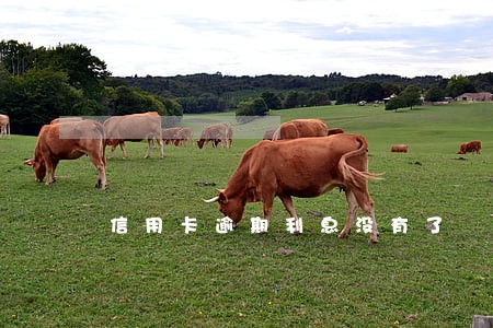 信用卡逾期利息没有了 信用卡逾期利息没有了