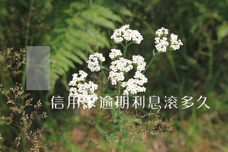 信用卡逾期利息滚多久 信用卡逾期利息滚多久