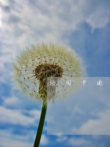 信用卡逾期利息算本金吗 信用卡逾期利息算本金吗