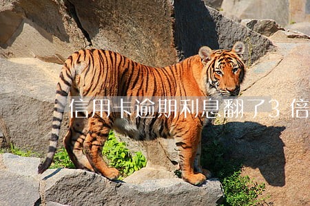 信用卡逾期利息翻了3倍了 信用卡逾期利息翻了3倍了