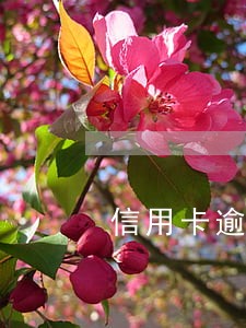 信用卡逾期利息能不能减免 信用卡逾期利息能不能减免