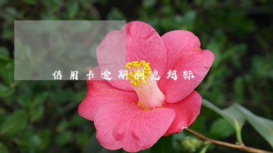 信用卡逾期利息超标 信用卡逾期利息超标