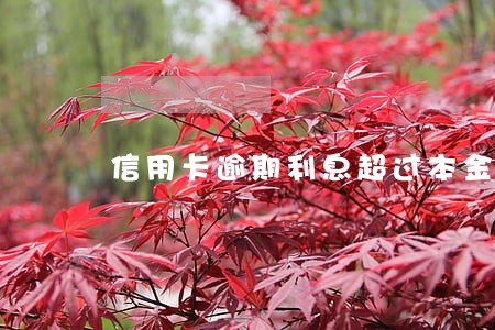 信用卡逾期利息超过本金三倍 信用卡逾期利息超过本金三倍