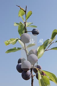 信用卡逾期利息还会复利
