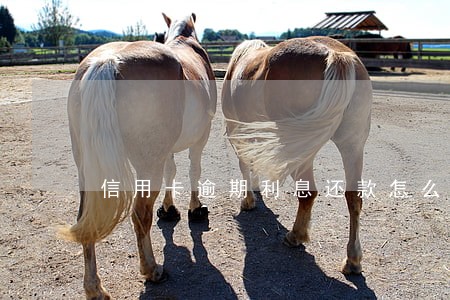信用卡逾期利息还款怎么冲抵 信用卡逾期利息还款怎么冲抵