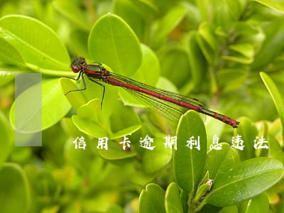 信用卡逾期利息违法 信用卡逾期利息违法
